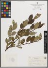 Foto von Salix phylicifolia L.